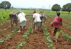 Impact of climate change on agriculture and food security