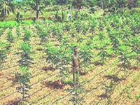 Afforestation drive ‘brings down’ pollution in Batala