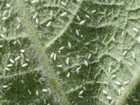 Whitefly deals third blow to farmers in Malwa