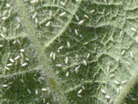Punjab, Haryana taking steps to check whitefly attack on cotton