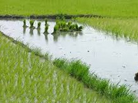 Organic farming: Madurai farmer reaps 792kg of paddy crop from 20 cents of land