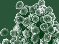 Solution to antibiotic resistance in final stage