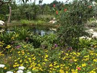 Kurumbas losing their biodiversity vocabulary