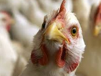 Health dept gets ready for bird flu