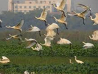Footfall at Sultanpur down 30% over bird flu scare