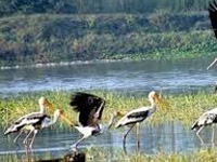 Climate change clips wings of migratory birds