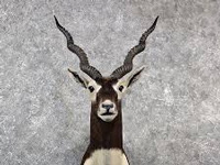 In Bareilly, blackbuck numbers fall by 71% from 578 in 2013 to 171 in 2016