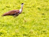 Windmills posing threat to Bustards in Jaisalmer