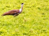 Great Indian Bustards 'extinct' in Nashik region, not spotted since 2007