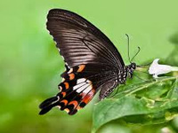Rare butterflies sighted, snapped in Nilgiris