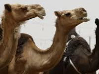 HC raises queries over camel slaughter in state
