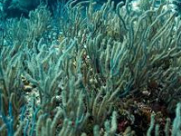 Scientists race to prevent wipeout of world's coral reefs