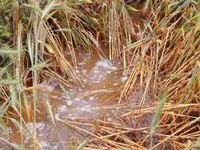 Maximum damage to wheat in Rohtak: Girdawari report