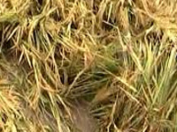 Rain claims six lives, damages crops in three districts
