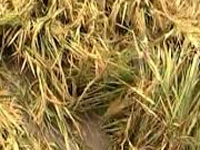 Greater Noida farmers claim 50% crop loss after rain