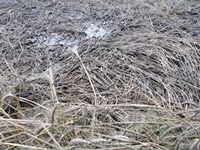 Rs. 1,092-crore aid for Haryana farmers