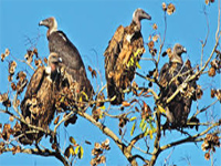Endangered Egyptian vultures spotted near Delhi