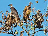 Coimbatore man gets int'l honour for saving vultures