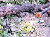 206 trees to be cut for one-time devpt in Belapur