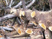 HC asks for impact study on felling of thousands of trees