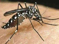 Survey begins in area worst hit by dengue