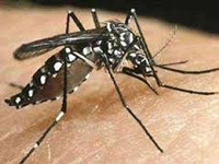 Seven more patients test positive for dengue