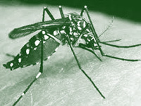 Dengue Case Reported In Delhi's Okhla