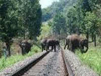 J’Khand forest dept begins elephant census in PTR, 8 sanctuaries