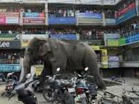 Govt wants elephants sterilised to curb their rising numbers