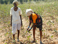 Govt should waive loans for all farmers, says economist
