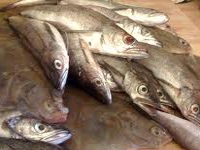 Lakshadweep tops in fish consumption, Bengal 4th 