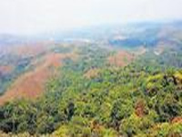 Questions over green cover: Forest area in India half of what Ministry reports