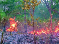 Forest fire in Boudh