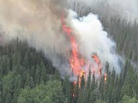 Uttarakhand: Forest fire breaks out in Bhowali, locals say forest dept never showed up