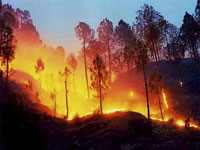 Soaring mercury sparks forest fires
