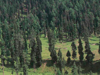 Forest Dept to prepare record of trees in Doon