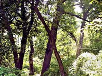 HC seeks details on measures to develop Pandharkawda forest