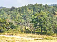 Centre eases rules for trees on private land