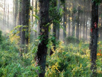 Forest cover target in Bihar set at 15 per cent by 2017