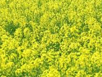 GM mustard policy: SC gives govt. time