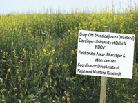 Commercial cultivation of GM mustard is harmful