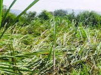 Crop loss due to Hudhud valued at Rs 24 cr