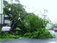 Vizag’s green cover destroyed by Hudhud