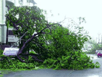 Hudhud strips Visakhapatnam of its green cover