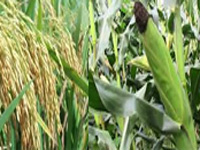 Odisha approves plan for hybrid rice, maize seed production
