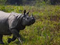 Rs 11 cr sanctioned for sensor barriers in Kaziranga: Assam tells NGT