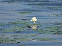 Weeds out, but 25,000 tonnes of grass still clogs Bellandur Lake