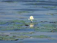 Green board for assessment of lake at Colva