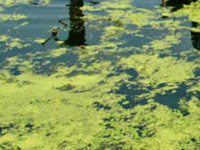 Ulsoor Lake covered in carpet of water hyacinth