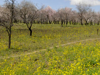 Differences in government on fresh land ordinance